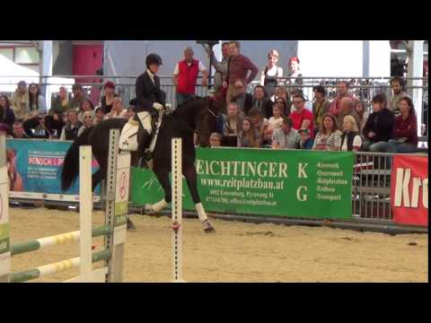Kingston/ Pferd Wels