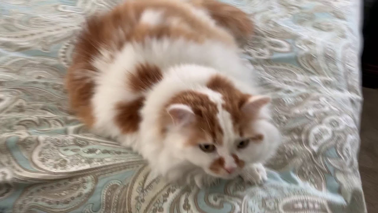 Cat explosion - YouTube