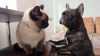 Часть 50. Егор и Шани снова смогут ходить в лес вместе, (если Шани будет не против)