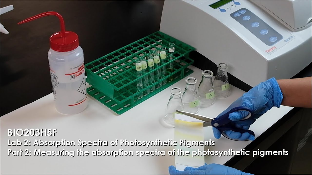 Photosynthetic Pigment Absorption Spectra | Spectrophotometry Lab