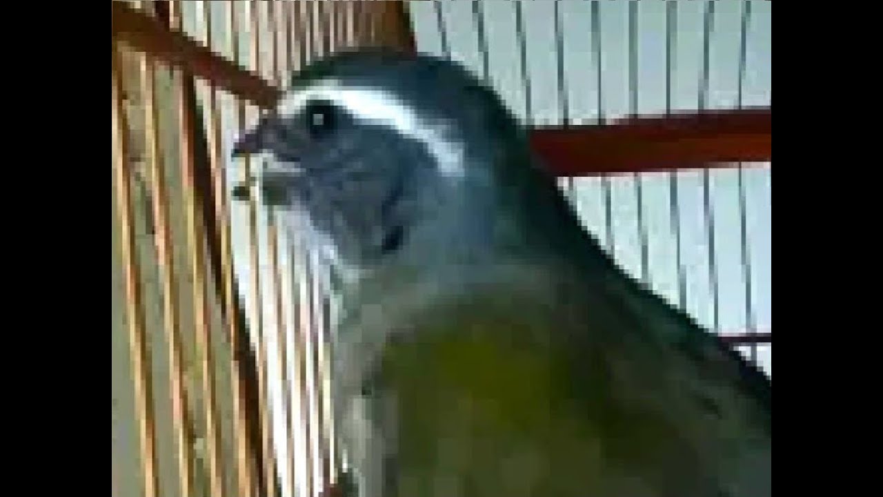 Canto Fibra Para Ensinar Filhotes De Trinca Ferro Para Torneios O Melhor Canto Para Esquentar Seu Trinca Ferro A Cantar Parte Ii Fernando Devara Veja Dicas Abaixo Youtube