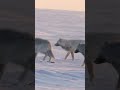 How does this chilly stand off end? #HostilePlanet
