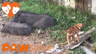 After 17 Hours in a Crate, This Neglected Dog is About to Meet Her New Family | PAWsitive 🧡 by PAWsitive 148,242 views 7 years ago 2 minutes, 51 seconds