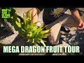 Pauls mega dragon fruit tour  part 2  over 300 varieties