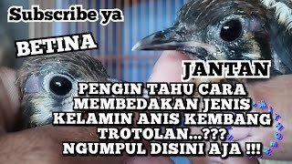 CARA MEMBEDAKAN JENIS KELAMIN ANIS KEMBANG TROTOLAN || AKURAT DAN TEPAT