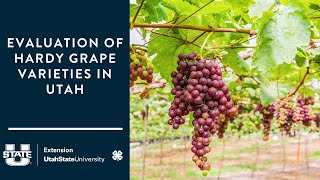 Evaluation of Hardy Grape Varieties in Utah by Utah State University Extension 233 views 1 month ago 28 minutes