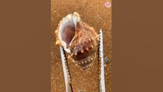 Catching Seafood 🦀🐙 ASMR Relaxing (Catch Shark, Fish, Deep Sea Monster) #726