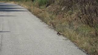 Pedigotos atravessam a estrada em Mexide - Montalegre - Vila Real - Portugal