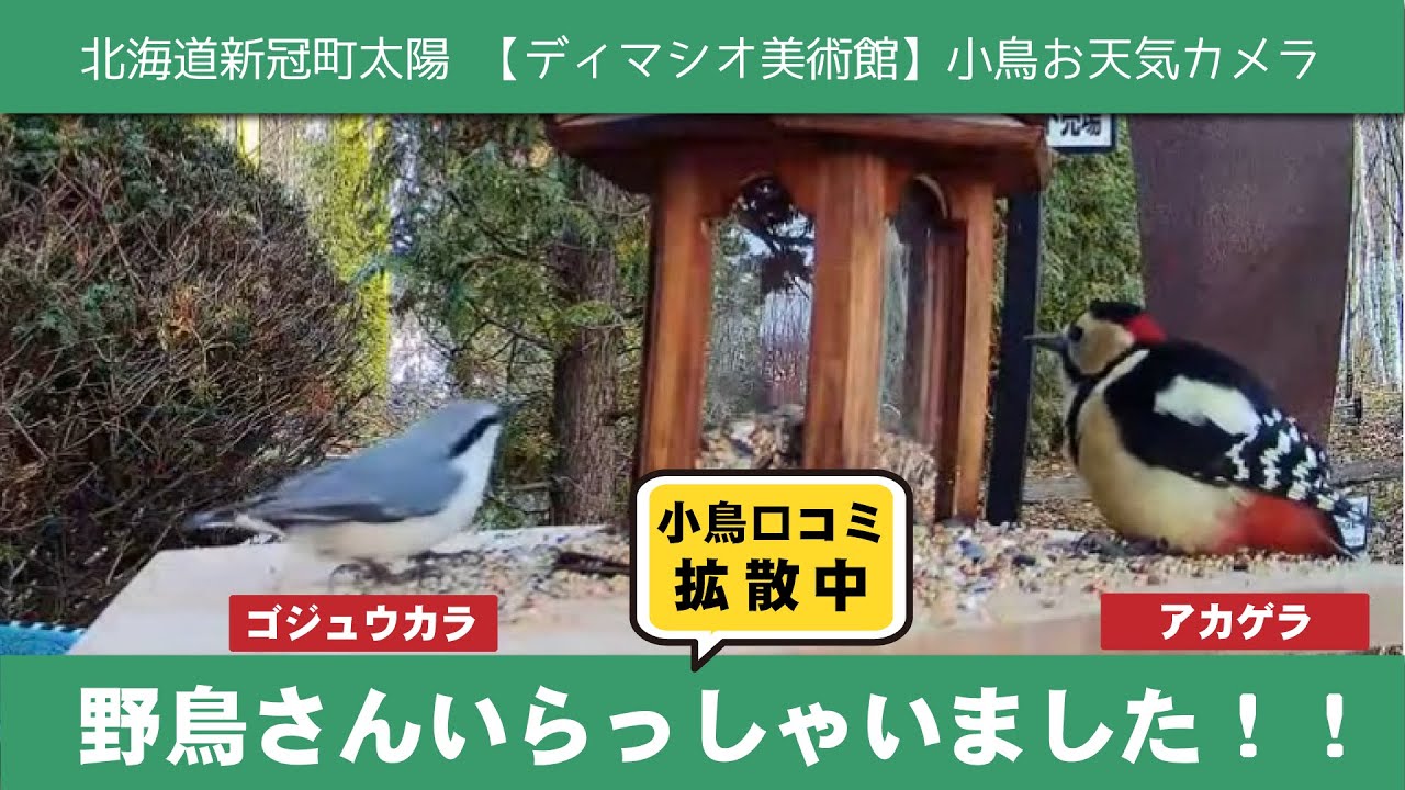【野鳥観察ライブ】北海道新冠町ディマシオ美術館小鳥・お天気カメラ【コノド】