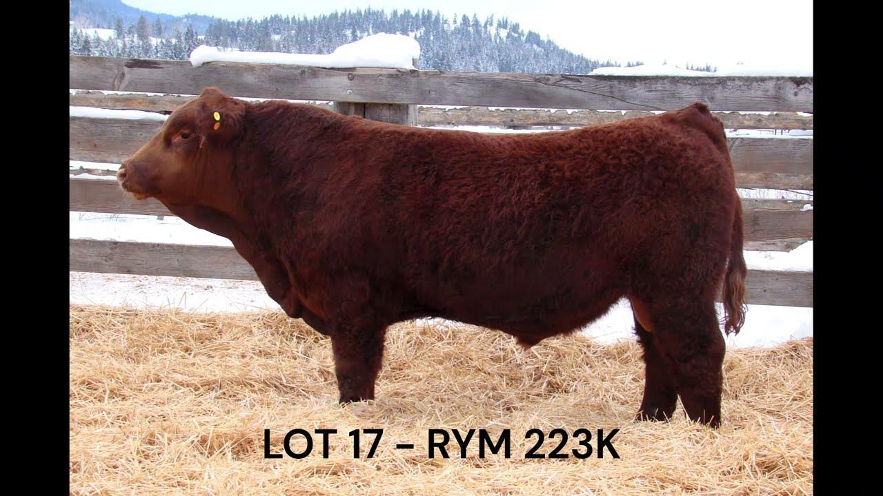LOT 17 RYM 223K Best Bet Bull Sale 2023 YouTube