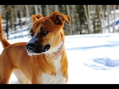 The German Shepherd Boxer Mix Youtube