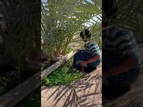 كيفية إزالة افراخ النخيل الزائده