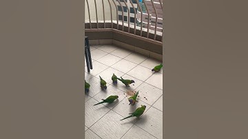 Lorikeets Fighting 🥺#birds #fighterbird #australia #lorikeet