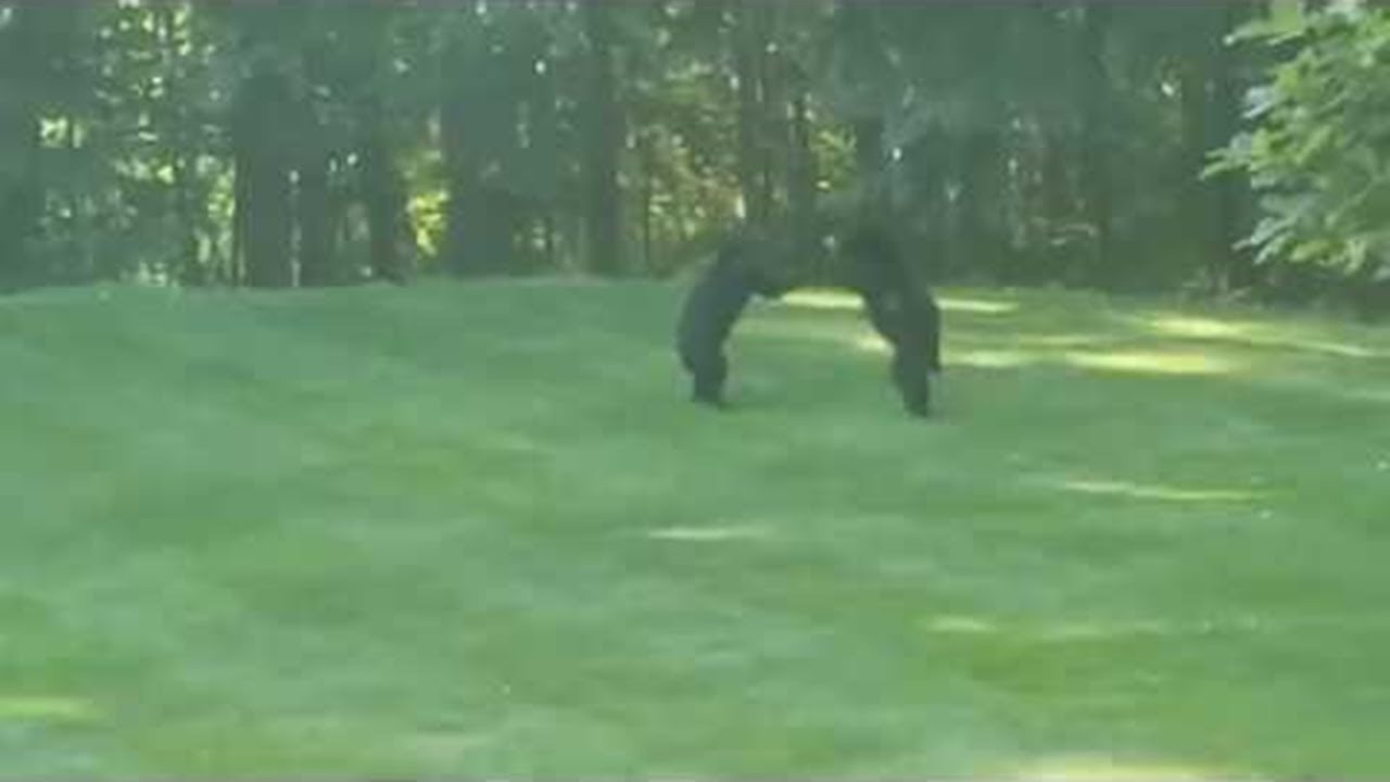 Bears Use Backyard as Wrestling Arena || ViralHog - YouTube