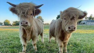 EXOTIC FARM ANIMALS in NORTH IDAHO