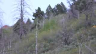 Bigfoot Sighting Follow up Investigation