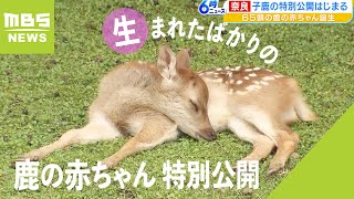 「あまりの可愛さに驚いています」生まれたばかりの鹿の赤ちゃんの特別公開　奈良公園2023年6月1日