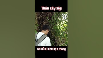 Đường lên thân cây sộp như một bậc thang | #shorts