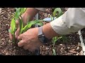 Essential Corn Hack: What You&#39;re Missing for a Perfect Harvest!  #growingsweetcorn #thinningcorn