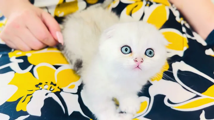 Video 10535701: scottish fold cat, kitten climbing, funny baby cats, kitten cute love