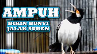 JALAK SUREN GACOR  DIPUTAR LANGSUNG bikin jalak suren lain  KOAR KOAR