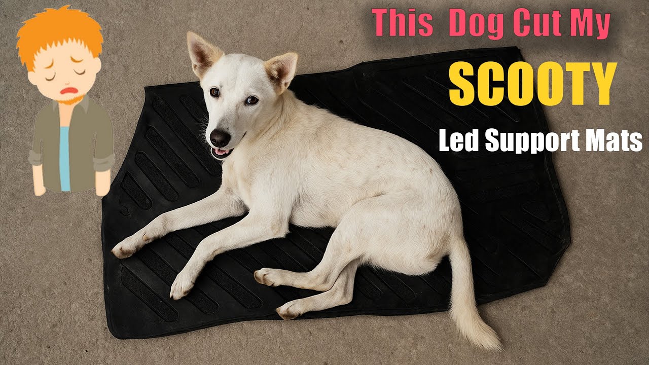 Street Dog Cut My Scooter Mats 🛵🐶 | Fasting Food Making Vlog | Apna Banda