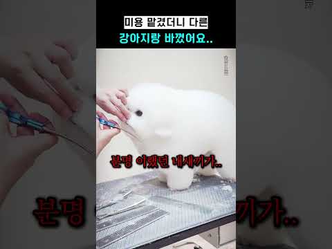 미용 맡겼더니 다른 강아지랑 바꼈어요..
