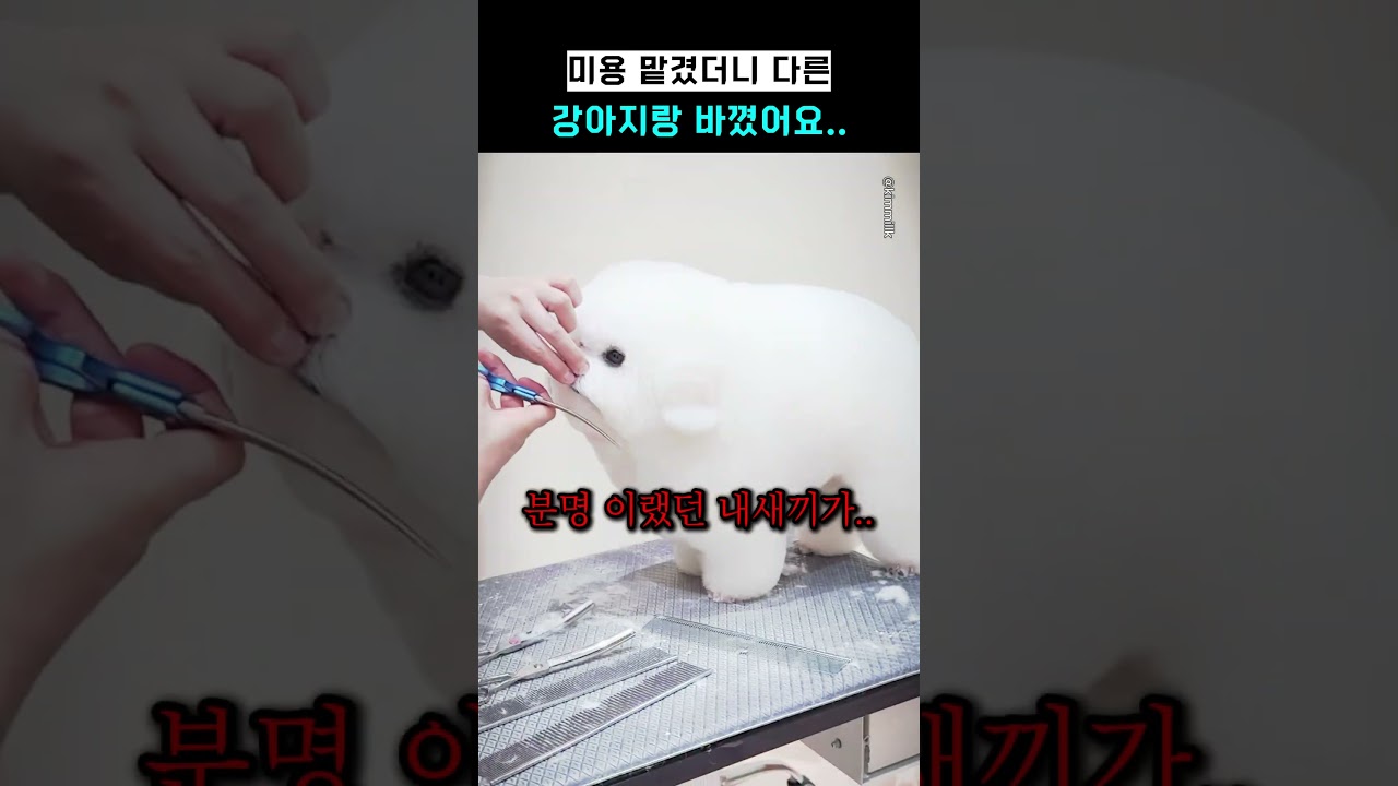 미용 맡겼더니 다른 강아지랑 바꼈어요.. 썸네일