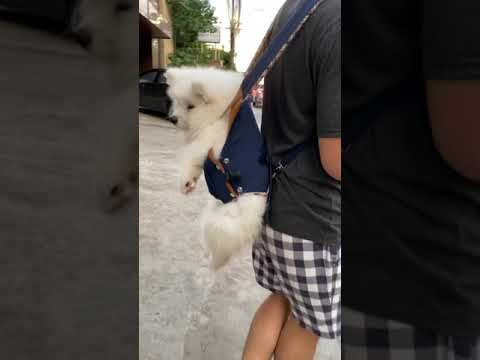 ลูกหมาซามอยด์สะพายหลังเดินเล่น samoyed puppy in backpack | Jiwyi diary
