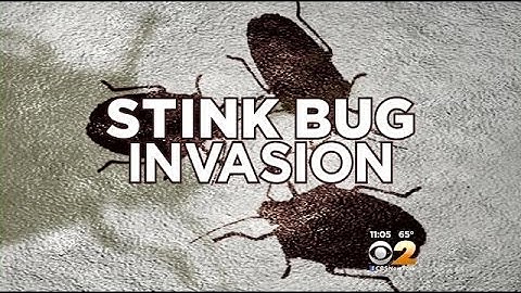 Prevent An Invasion When Stink Bug Season Begins