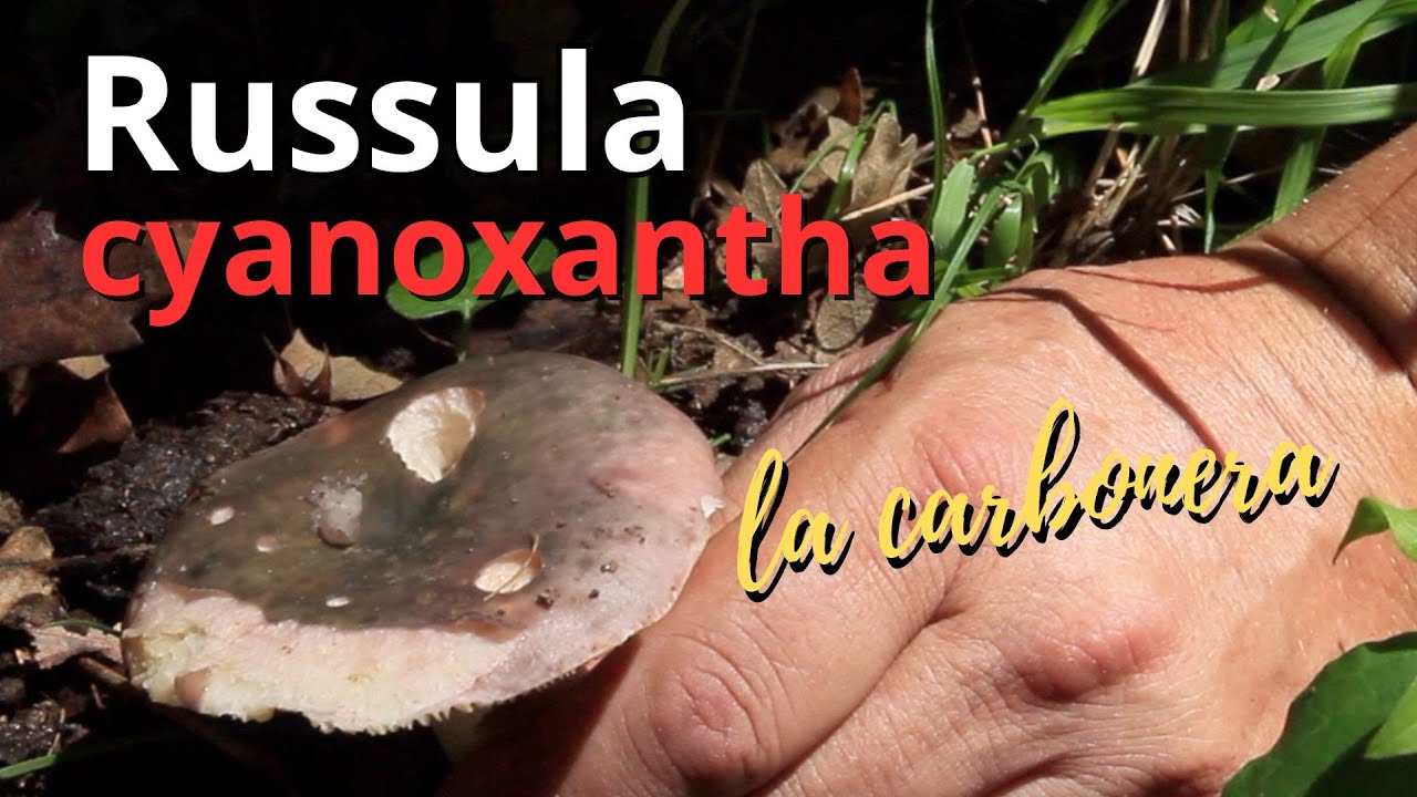 Russula cyanoxantha | COMESTIBLE DELICIOSO