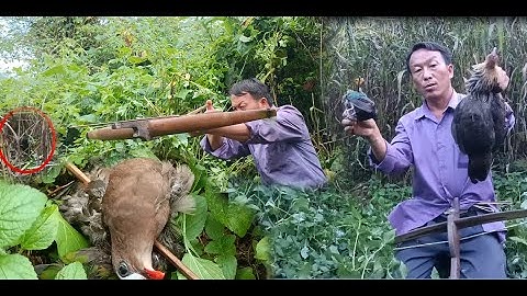 yos tua nquab thiab qaib qus los noj qib lom zem