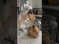 🐦#cockatoo #chess #funnybird #petsofinstagram #viralreels #birdlover #fyp #trending #funnyanimals
