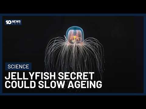 The ‘Immortal Jellyfish’ Could Unlock Treatments For Ageing And Alzheimer’s | 10's Late News