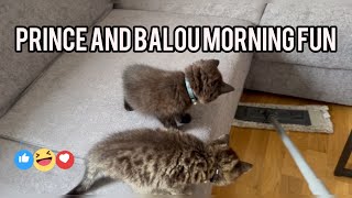 Prince and Balou morning fun!🤩