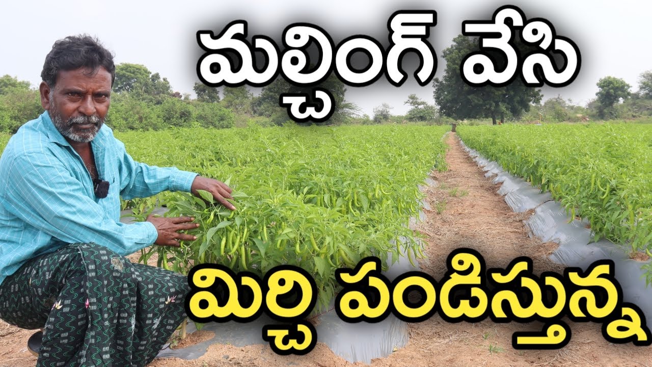 మల్చింగ్ వేసి మిర్చి పండిస్తున్న.. సాగు బాగుంది | రైతు బడి