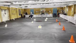 Akc virtual rally Intermediate course #2 Gus