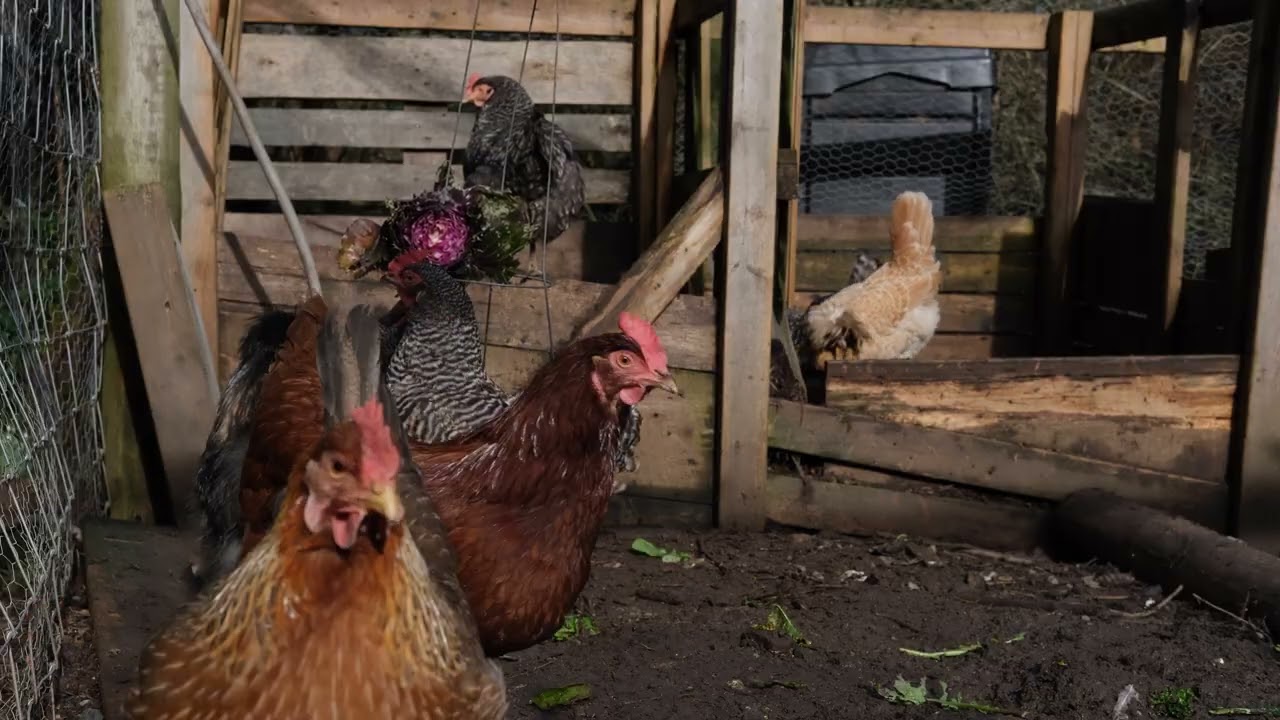 Backyard Chickens | Background Video – Natural Sounds