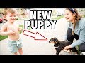 We SURPRISED Our Son with His FIRST EVER NEW PUPPY!  ***CUTEST REACTION***