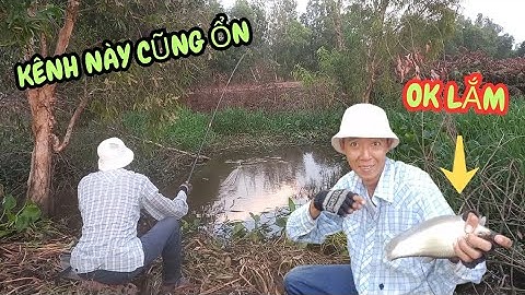 Được Mấy Điểm Ít Người Câu Đã Thật Cá Thác Lác Bự, Cá Rô Bự Dạng Ăn Kéo Phao Te Te Giật Đã Tay