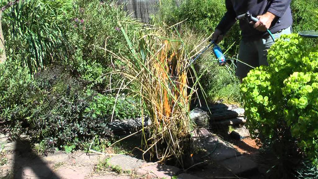 Weeding Horsetails