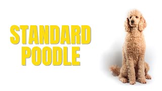 The Standard Poodle: The Unbelievably Cute Smart Dog You Need To Know
