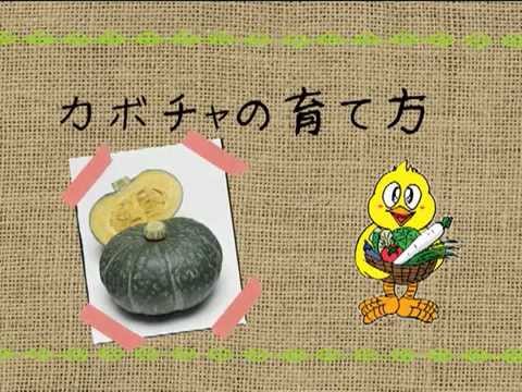 カボチャの育て方 農業屋 Youtube