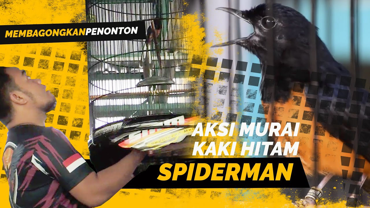 Juara SMM❤️Kaki Hitam MURAI SPIDERMAN 💯%Gayanya MEMBAGONGKAN Penonton THE SULTAN