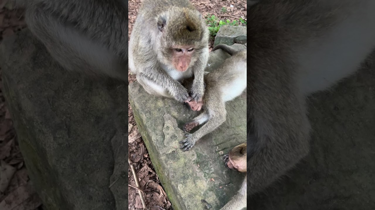 HONOR cute baby monkey messaging 
