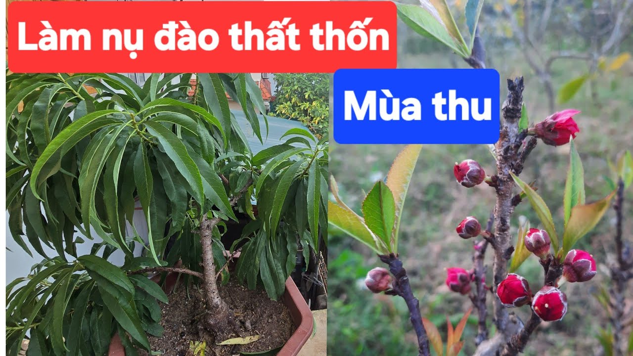 Làm nụ đào thất thốn mùa thu