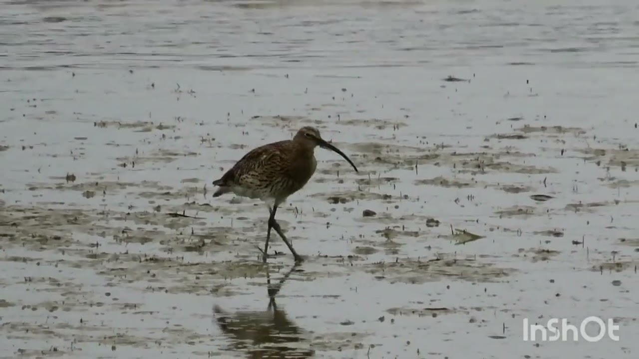 Veliki pozviždač - Eurasian curlew - Numenius arquata