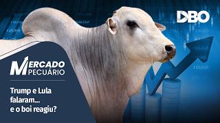 Arroba do boi gordo em alta: tendência firme ou passageira?