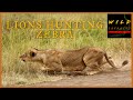 Lions Hunting Zebras // Wild Extracts // Nairobi National Park