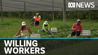 Foreign farm worker visas extended in bid to protect food supply amid pandemic | ABC News screenshot 2
